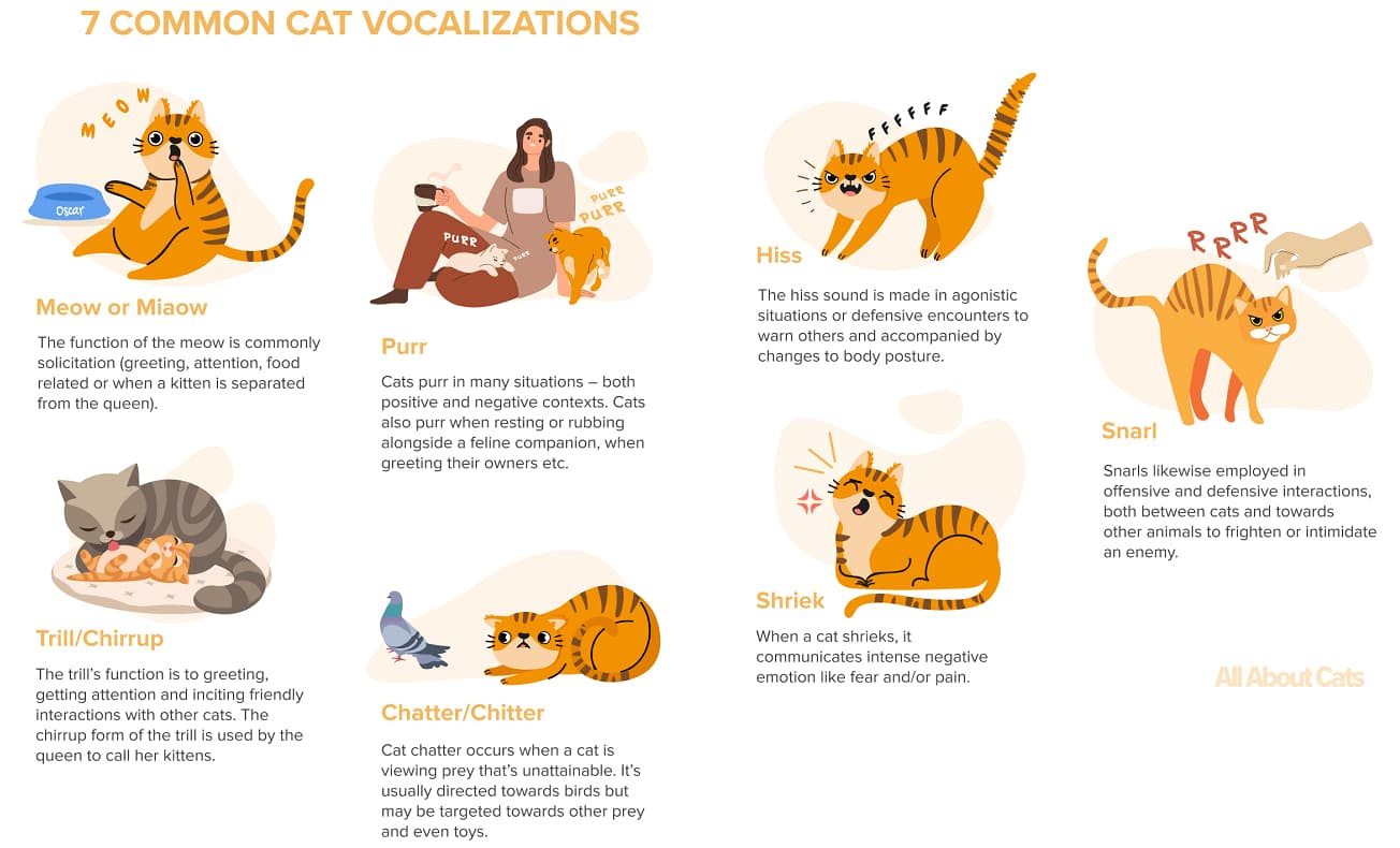 Cat-Vocalizations